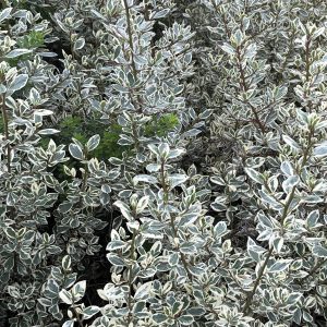 RHAMNUS AL. ARGENTEOVARIEGATA - Alterne ou bourdaine panachée