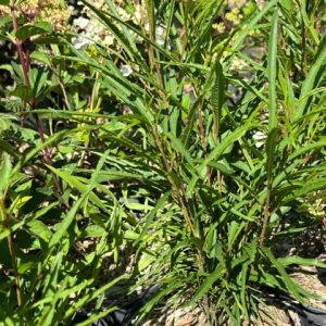 RHAMNUS FRANGULA FINE LINE® - Bourdaine