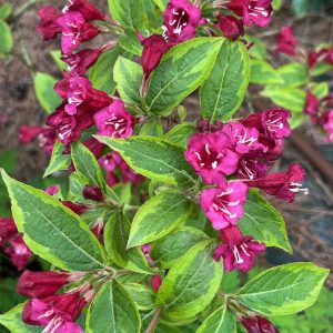 Weigela Florida Moulin Rouge® - Weigelia panaché à fleur rouge
