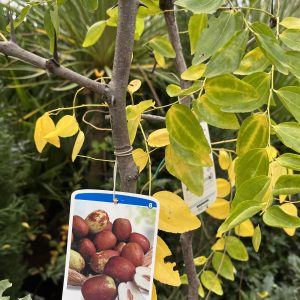 ZIZIPHUS JUJUBA - Jujubier