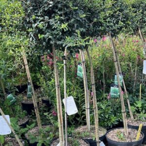 Ligustrum Delavayanum tige - Troène du Yunnan sur tige