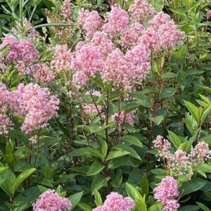 Ceanothus P. Perle Rose - Ceanothe