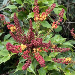 Mahonia Cabaret®