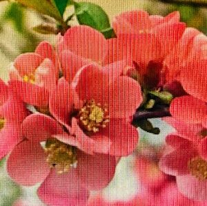 Chaenomeles S. Pink Lady - Cognassier du Japon
