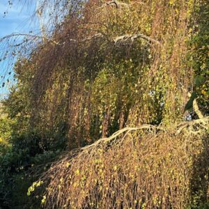 Betula Pendula Youngii - Bouleau Pleureur
