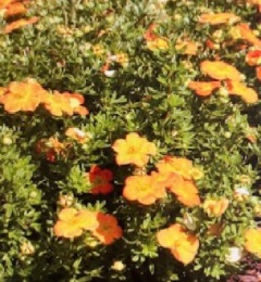 Potentilla Fr Annette - Potentille orange