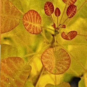 Cotinus Coggygr. Golden Lady - Arbre à Perruque à feuillage doré