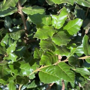 Quercus Ilex - Chêne Vert