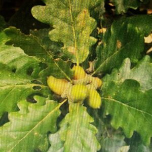 Quercus Petraea - Chêne Rouvre ou Sessile