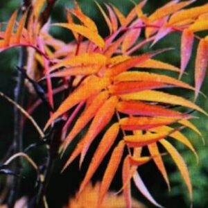 Sorbus Commixta Dodong - Sorbier du Japon