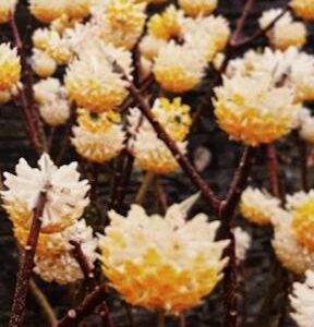 Edgewortjia Chrysantha - Buisson à papier