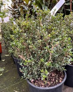 Ilex Crenata Glory Gem - Houx crénelé