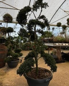 Ilex Crenata Kinme Bonzaï - Houx crénelé