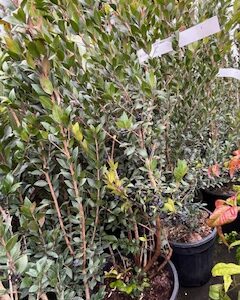 Myrtus Communis - Myrte Commun