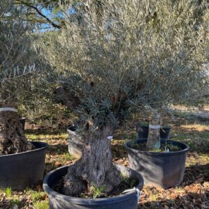 Olivier - Olea Europaea