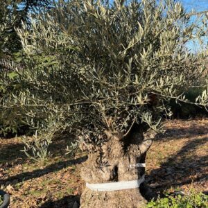 Olivier - Olea Europaea