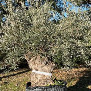Olivier - Olea Europaea