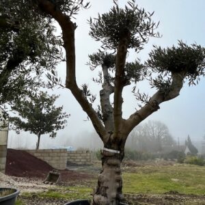 Olivier - Olea Europaea
