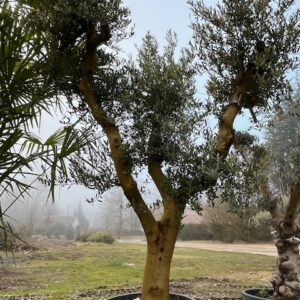 Olivier - Olea Europaea