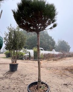 Pinus Nigra Pierrick Brégeon- Pin noir d'Autriche nain