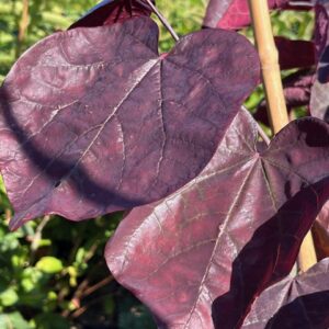 Cercis Canadensis Forest Pansy - Arbre de Judée pourpre