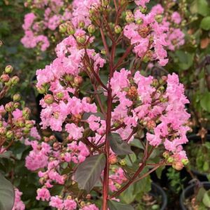 LAGERSTROEMIA Indica Rhapsody in Pink- Lilas des Indes ou Lilas d'été