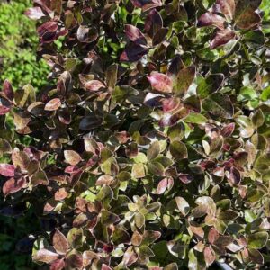 Pittosporum Ten. Purpureum - Pittospore à petites feuilles pourpre