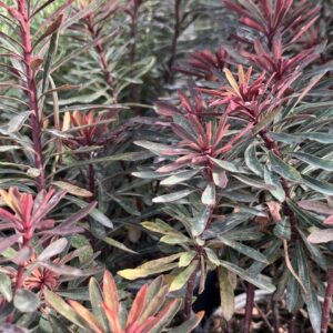 Euphorbia Miners Merlot - Euphorbe Characias Miners Merlot