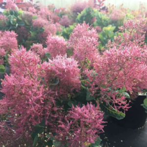 Cotinus Coggygria Smokey Joe® - Arbre à perruques nain