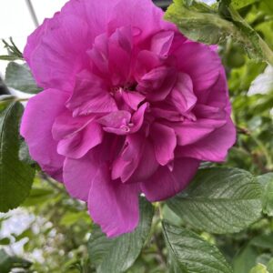 Rosa Rugosa Hansa - Rosier rugueux