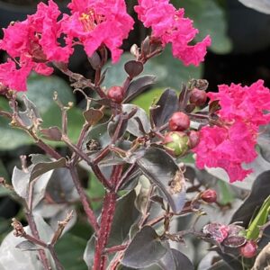 LAGERSTROEMIA Indica Black Diamond® Mystic Magenta - Lilas des Indes ou Lilas d'été