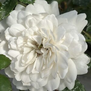 Rosa Rugosa Double de Coubert - Rosier rugueux