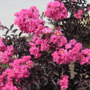 LAGERSTROEMIA Indica Black Solitaire® Shell Pink - Lilas des Indes ou Lilas d'été