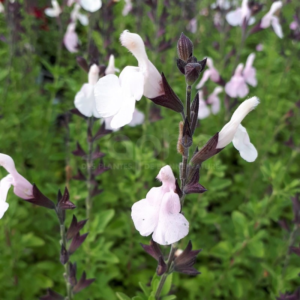 Salvia Magical Donau Kolmadon®- Sauge arbustive