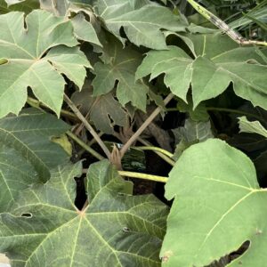 Tetrapanax Papyrifera Rex - Aralie à papier de Chine